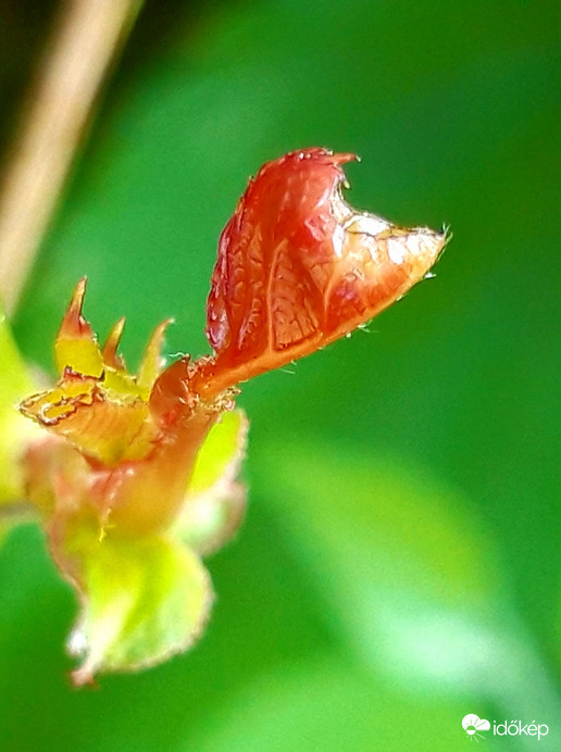 Újra nekifut a rózsám, aszály után