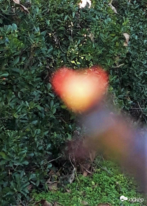 A rügyre akartam fókuszálni...