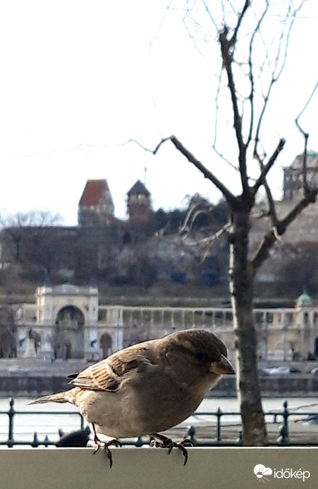 Őverébsége