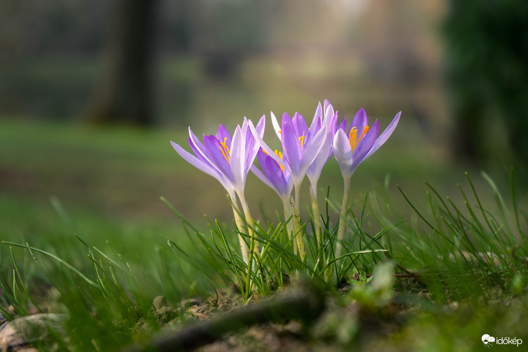 Krókusz virágzás