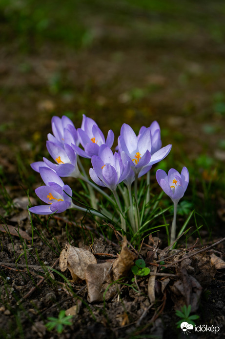 Krókusz virágzás
