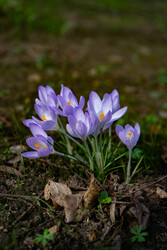 Krókusz virágzás