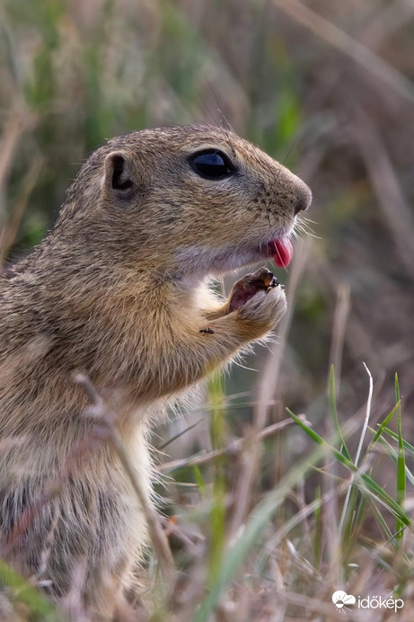 Ez nagyon finom volt!