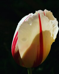 Szépség a sötétben