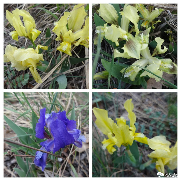 törpe írisz vadvirág
