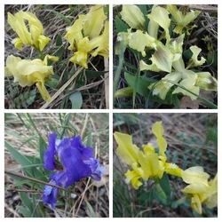 törpe írisz vadvirág