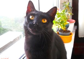 cica