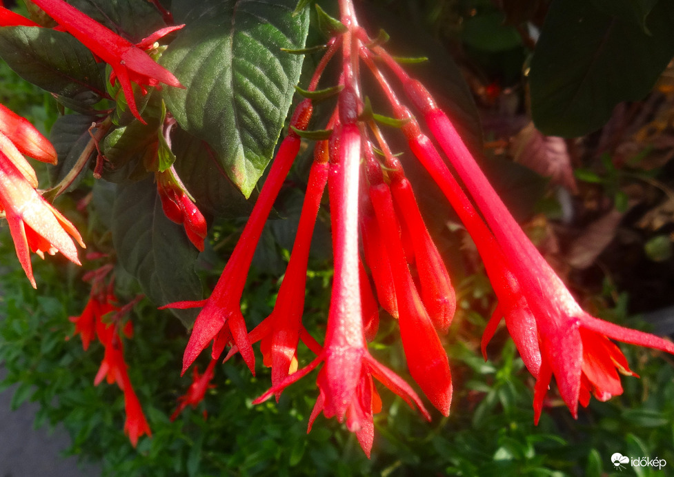 fuxia