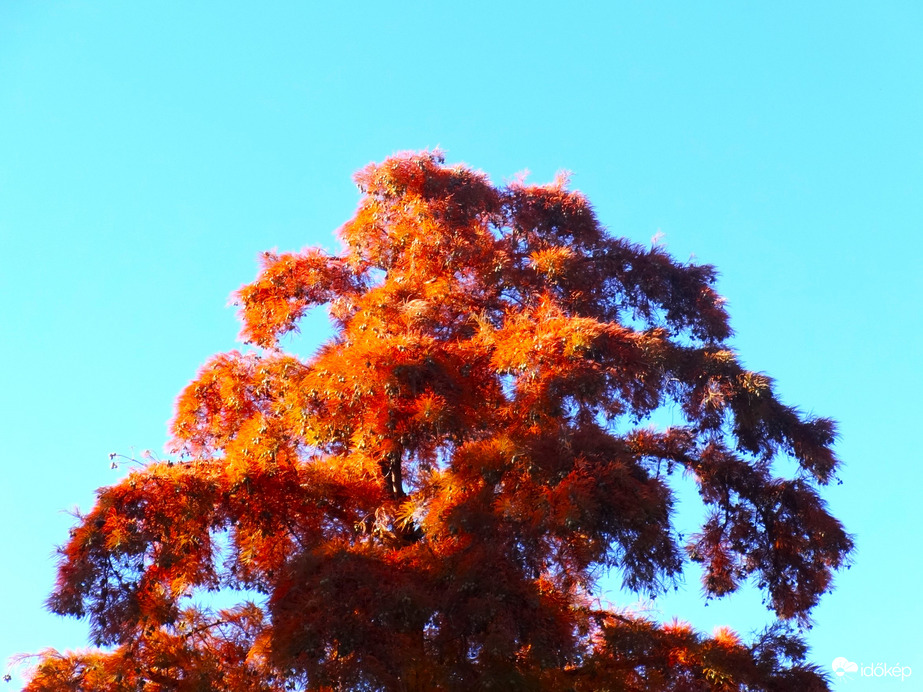 rőtszínű fenyőféle