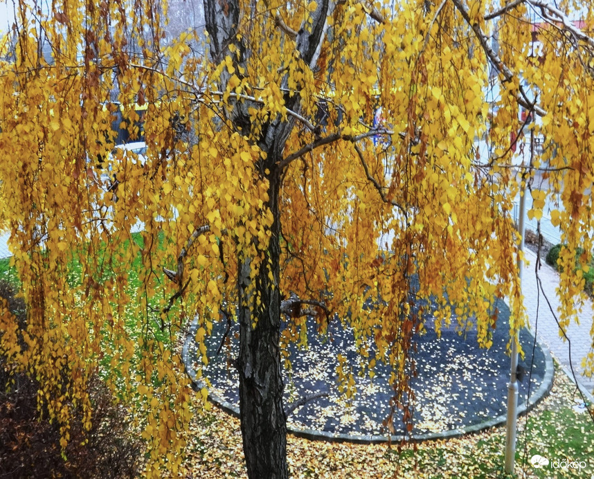 Nyírfa túlélte a forró nyarat