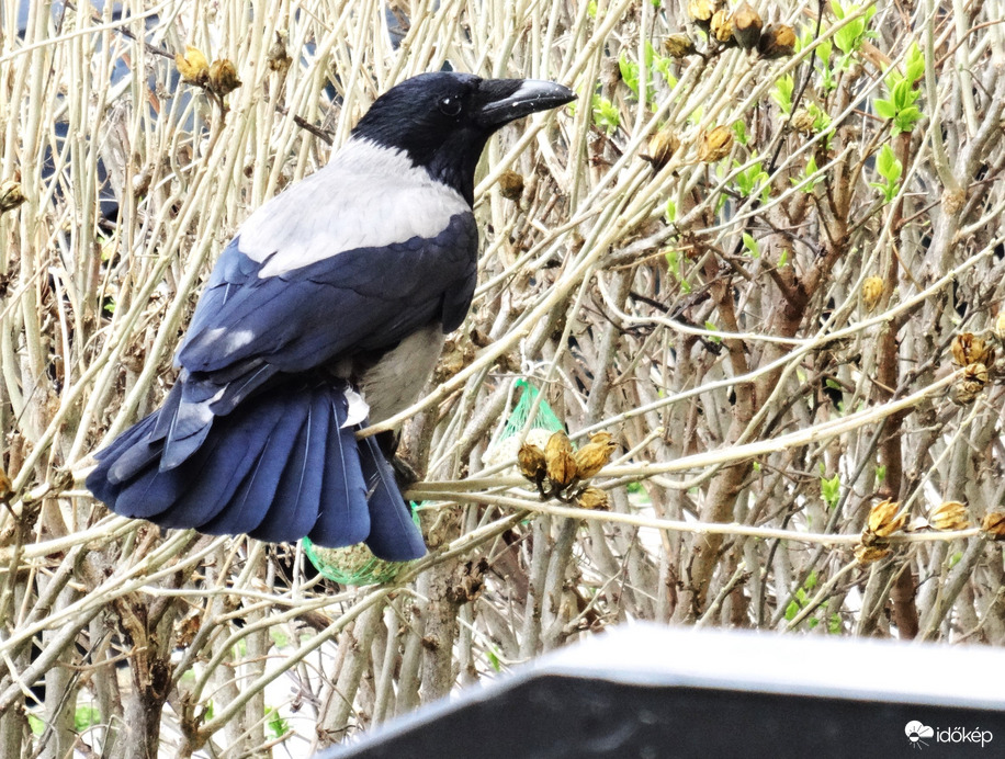 dolmányos felfedezte a cinkegolyót