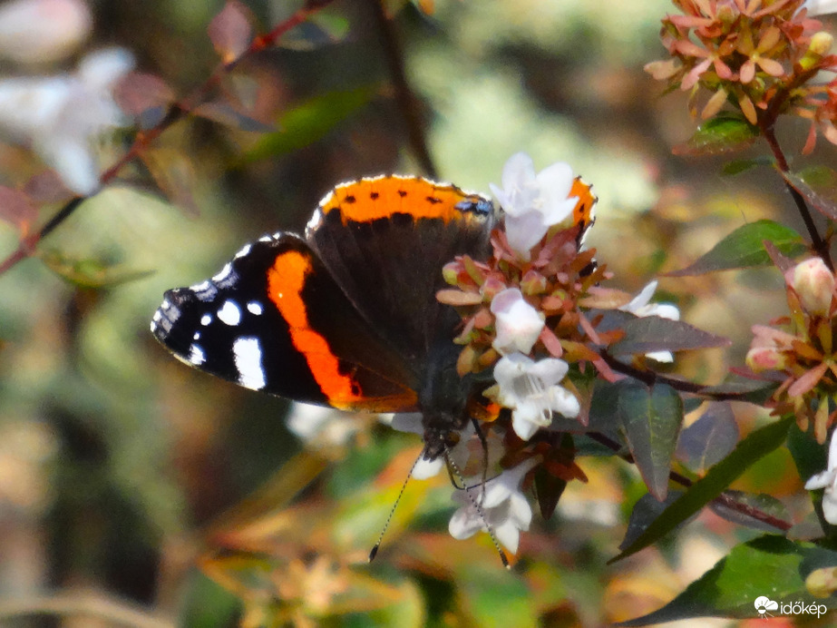 vanessa atalanta
