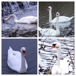 visszajöttek a hattyúk a Kána tóra