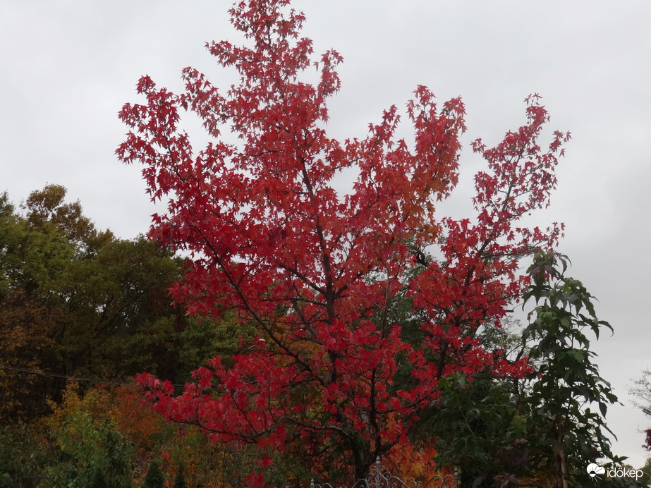 színes szürke napra
