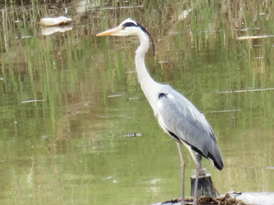 ugyan ő rendezetten