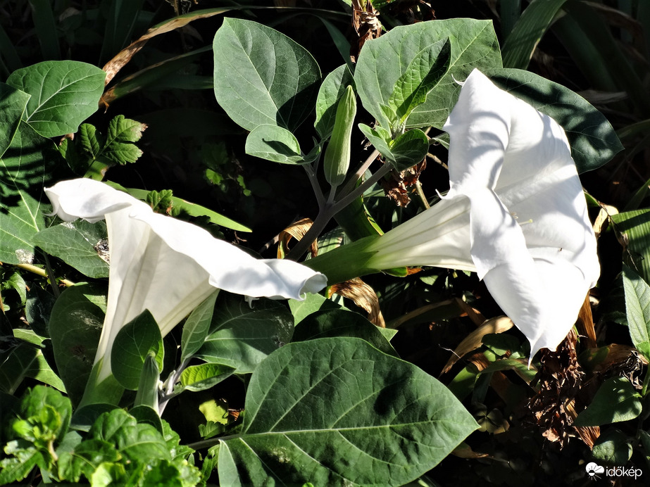 datura?