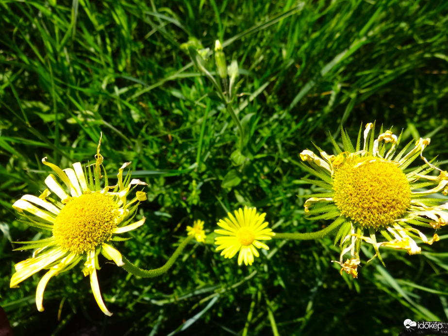 elvirágzó peremizs vadvirág