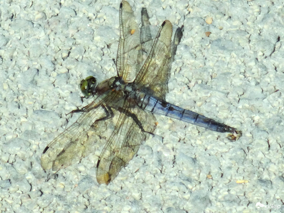 szitakötő 