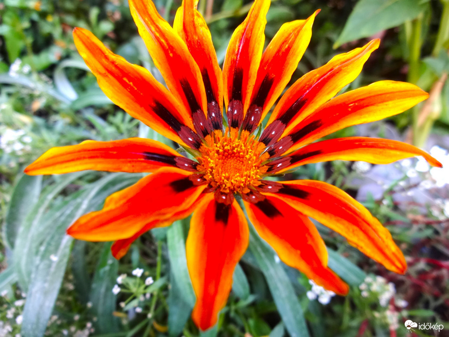 gazánia