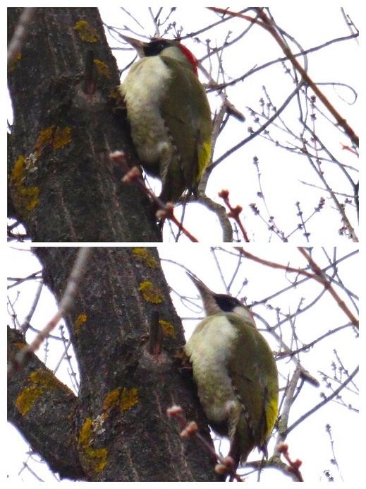 rég nem látott zöld küllő