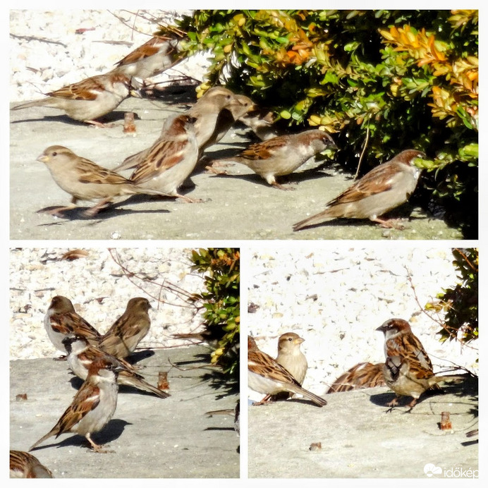 verebek az Auchan-nál