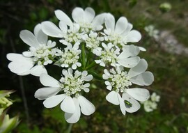 rlay turbolya