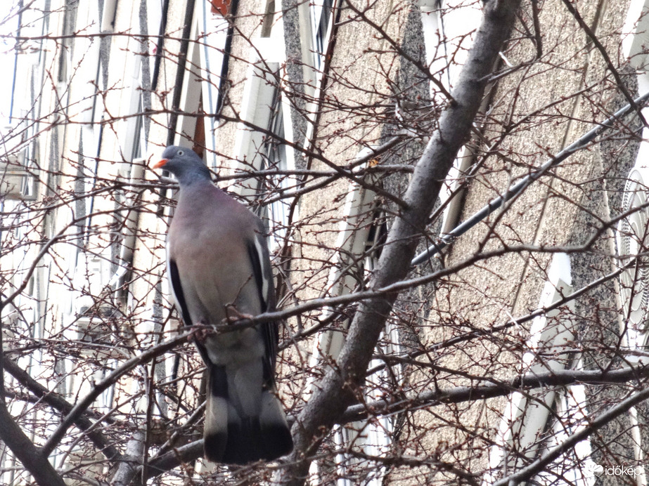 megjött az első örvösgalamb