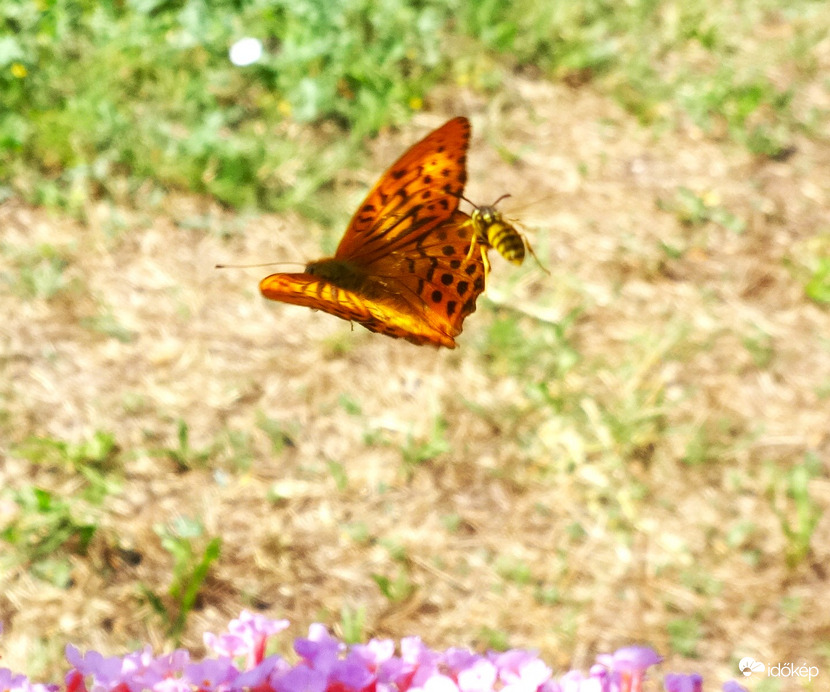 a darázs lkergeti a  lepkét