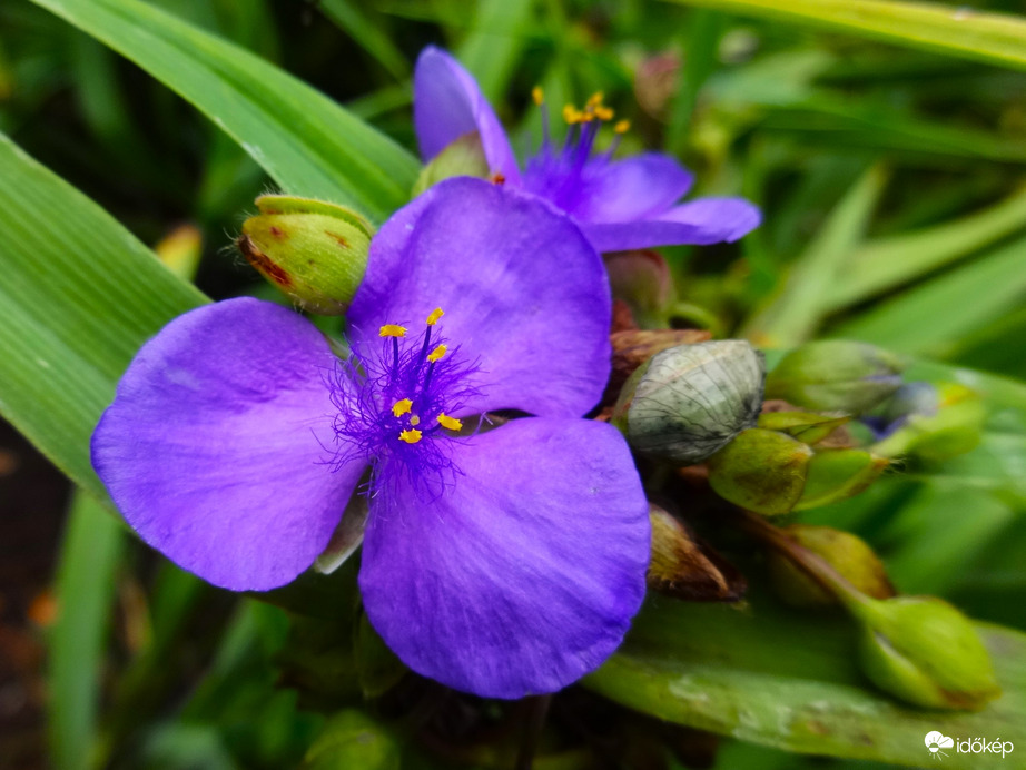 tradescantia