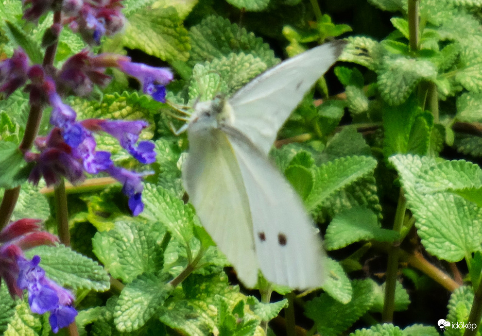 fehér lepke
