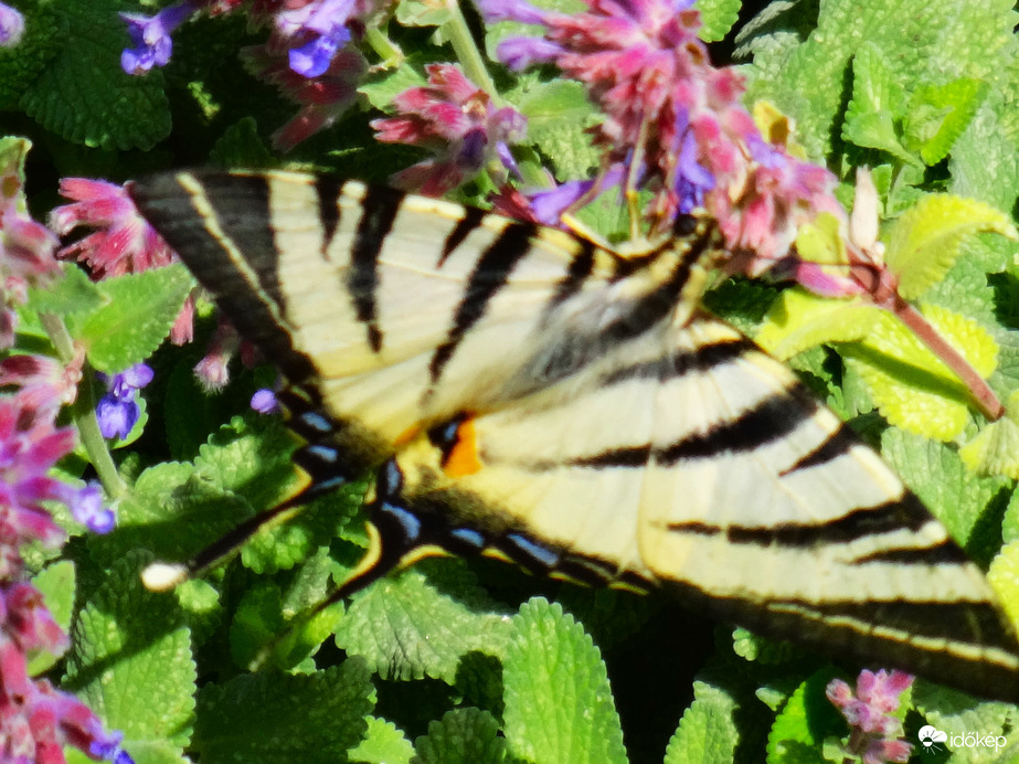 kardfarkú pillangó