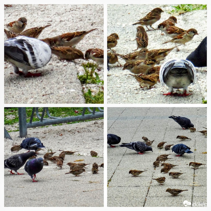 békésen csipegetnek