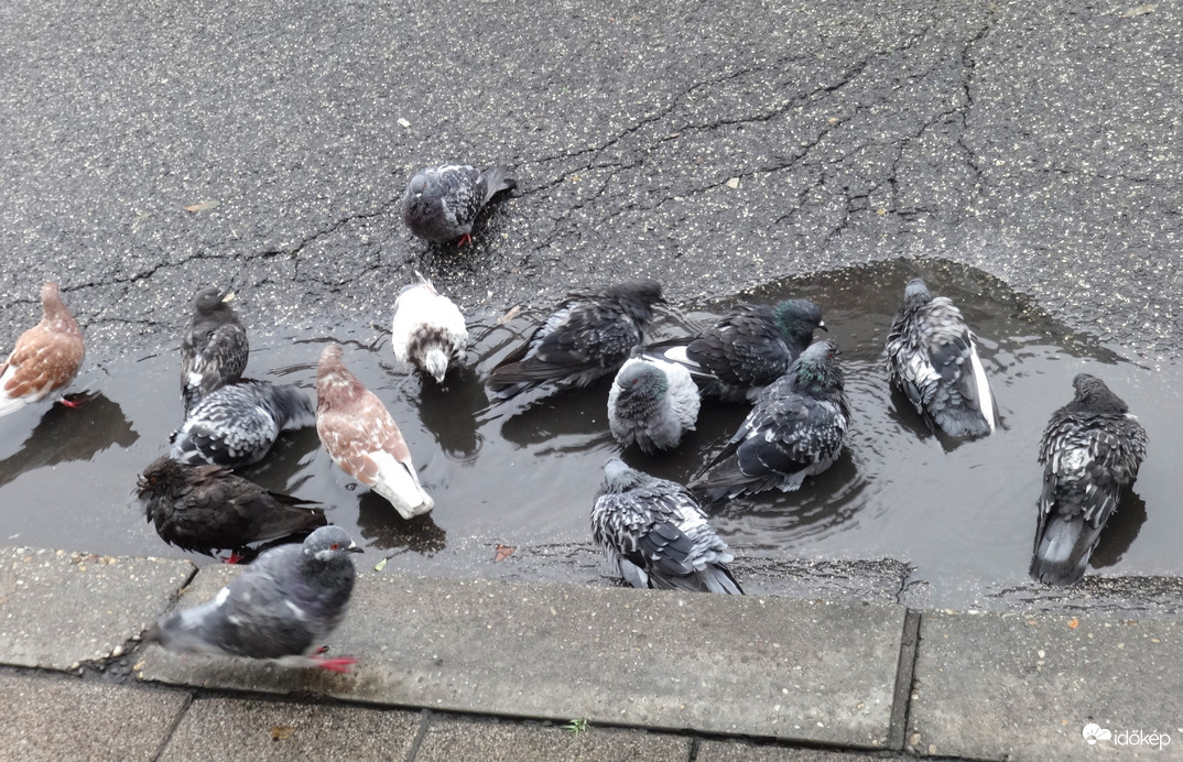 ma esett örömünkre