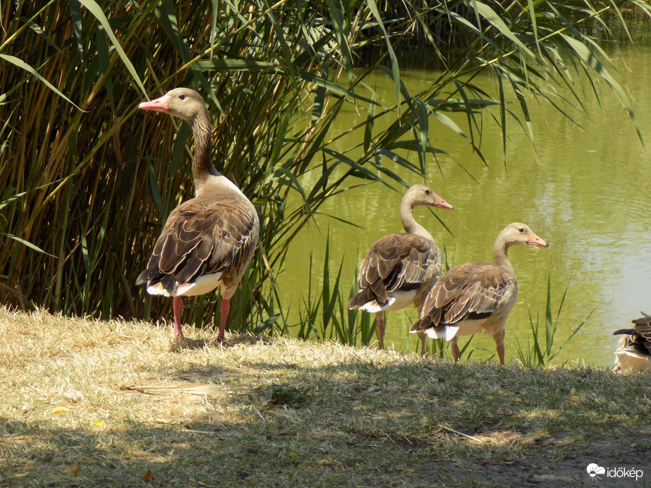 nyári lúdak Sóstó