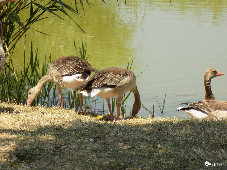 legelésző nyári lúd
