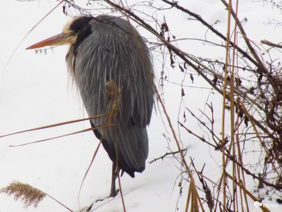 szürke szürke időben