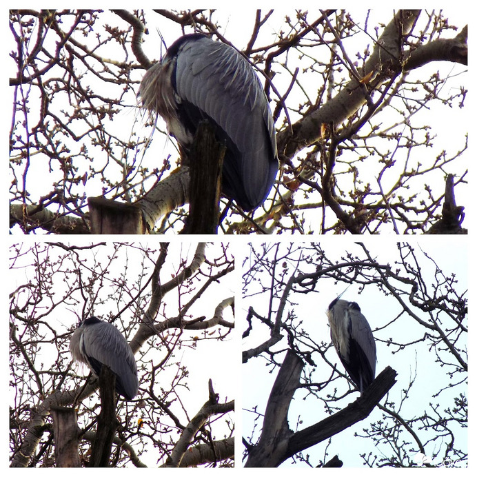 szürkegém szundizk a nyárfán