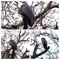 szürkegém szundizk a nyárfán