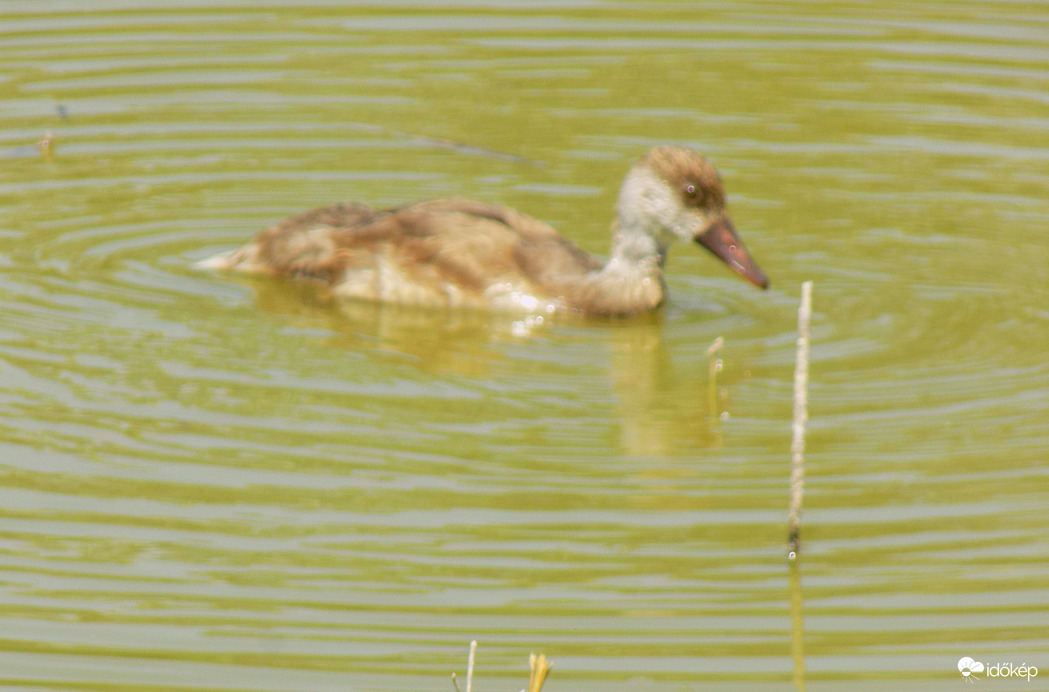 vizimadár a Sóstón