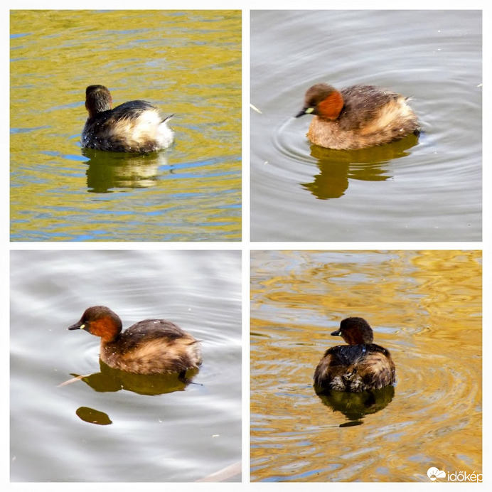kisvöcskök a Feneketlen tóban