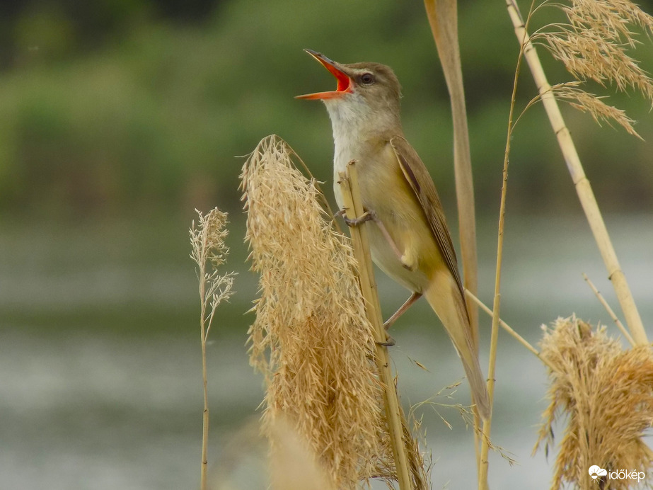 nádirigó  fújja teli torokból