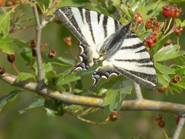 kardos lepke