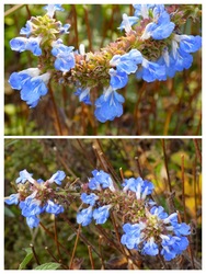 kék virág Budai Arborétum