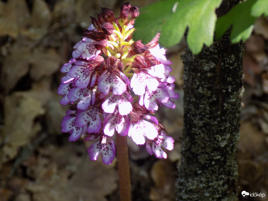 biboros kosbor,  védett