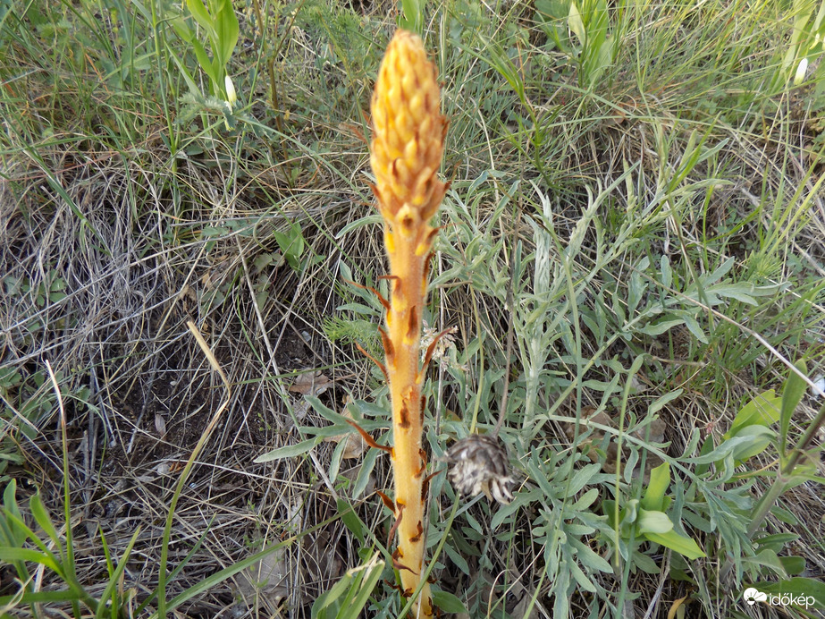 elősködő  növény