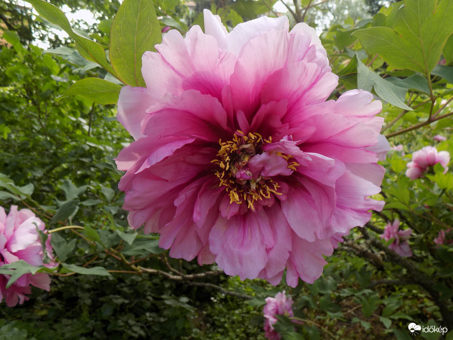 peoniavirágzás  Budai arborétum