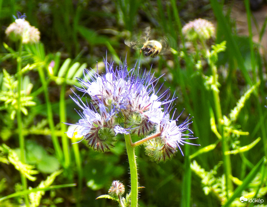 facélia mézelő virág
