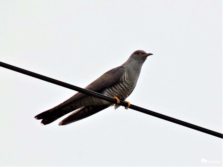 kakuk