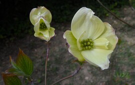 Budai Arborétum
