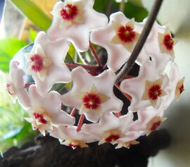viaszvirág-hoya